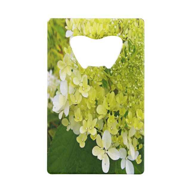 Elegant Chartreuse Green Limelight Hydrangea (Front)