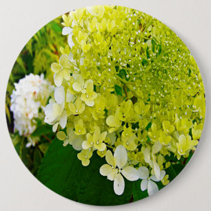 Elegant Chartreuse Green Limelight Hydrangea 6 Cm Round Badge