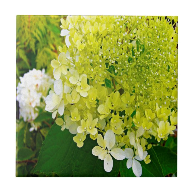 Elegant Chartreuse Green Limelight Hydrangea Ceramic Tile (Front)