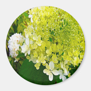 Elegant Chartreuse Green Limelight Hydrangea Magnet