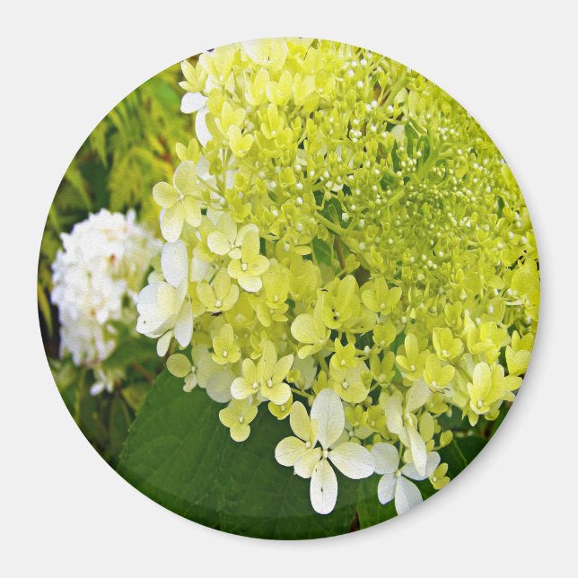 Elegant Chartreuse Green Limelight Hydrangea Magnet (Front)