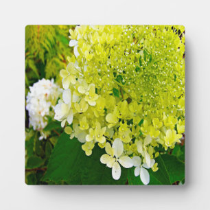 Elegant Chartreuse Green Limelight Hydrangea Plaque