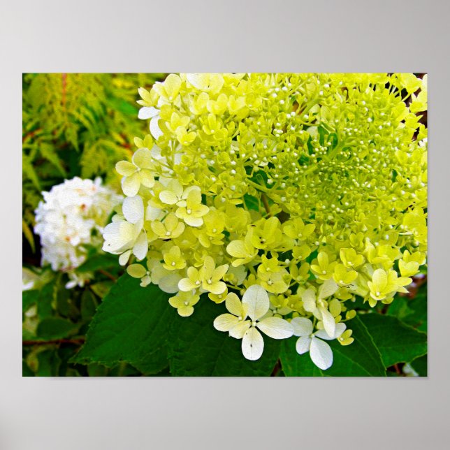 Elegant Chartreuse Green Limelight Hydrangea Poster (Front)