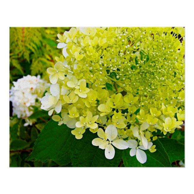 Elegant Chartreuse Green Limelight Hydrangea Poster (Front)