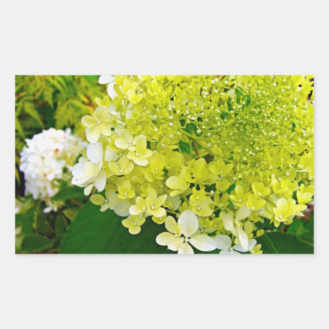 Elegant Chartreuse Green Limelight Hydrangea Rectangular Sticker (Front)