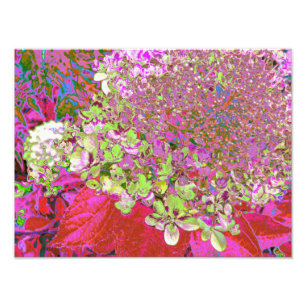Elegant Chartreuse Green, Pink and Blue Hydrangea Photo Print