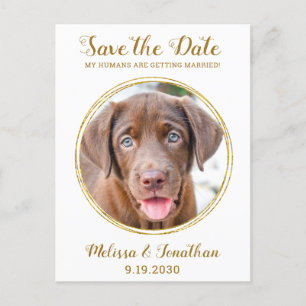 Elegant Chic Gold Custom Pet Photo Dog Wedding  Announcement Postcard