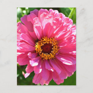 Elegant classic pink floral flower mum daisy postcard