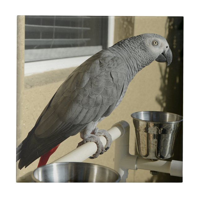 Elegant Congo African Grey Parrot on Stand Ceramic Tile (Front)
