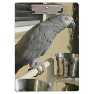 Elegant Congo African Grey Parrot on Stand Clipboard