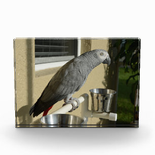 Elegant Congo African Grey Parrot on Stand Photo Block