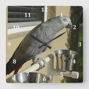 Elegant Congo African Grey Parrot on Stand Square Wall Clock