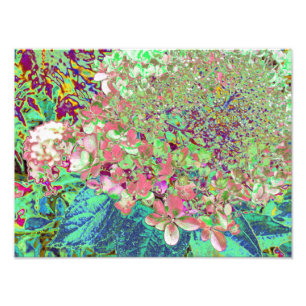 Elegant Coral and Chartreuse Limelight Hydrangea Photo Print