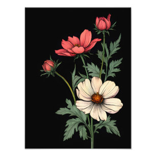 Elegant Cosmos Blooms on Black Photo Print