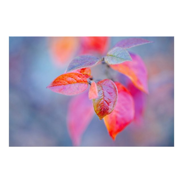 Elegant Cotoneaster Leaves Photo Print (Front)