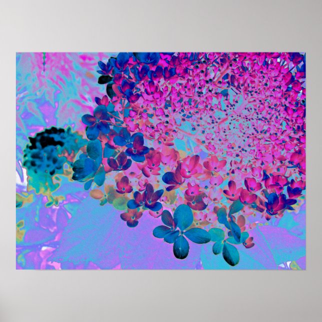 Elegant Dark Blue and Magenta Limelight Hydrangea Poster (Front)