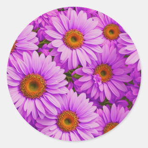 Elegant dark pink magenta floral daisies classic round sticker