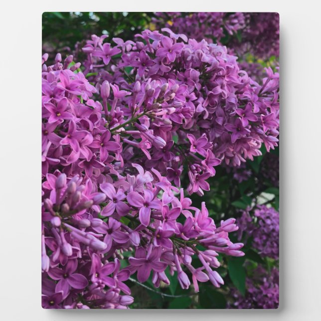 Elegant deep purple magenta florals flowers lilacs plaque (Front)