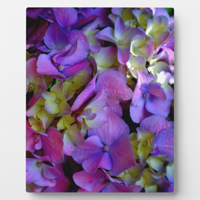 Elegant deep purple pink magenta floral hydrangeas plaque (Front)