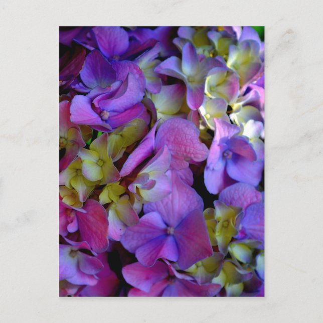 Elegant deep purple pink magenta floral hydrangeas postcard (Front)
