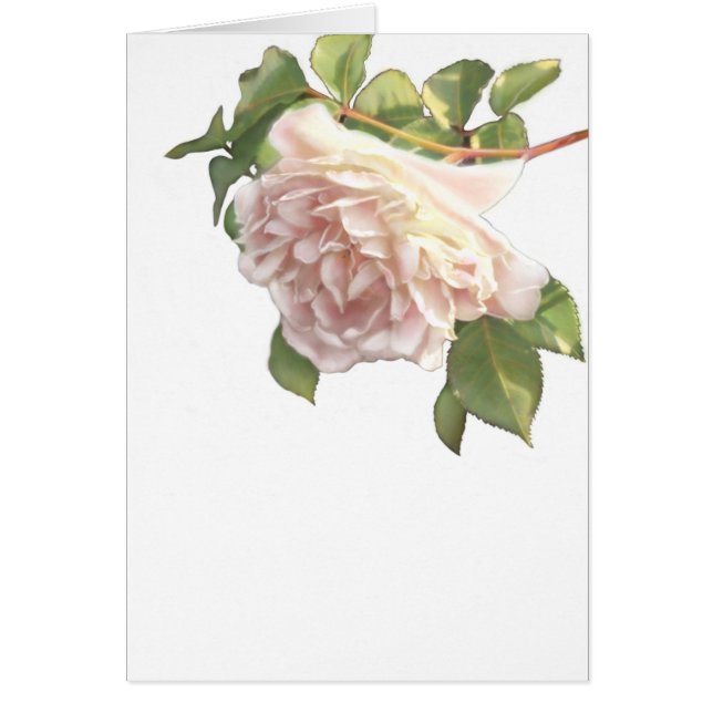 Elegant dusty peachy orange white floral rose (Front)