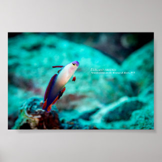 Elegant firefish poster