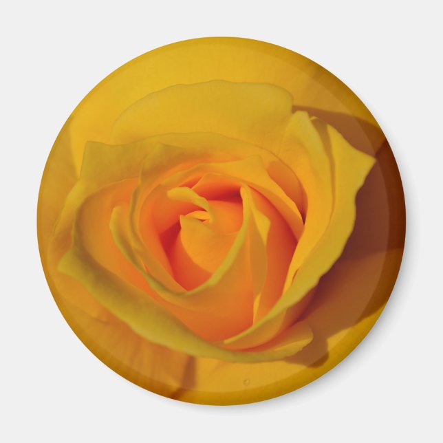 Elegant floral flower Yellow Rose Magnet (Front)