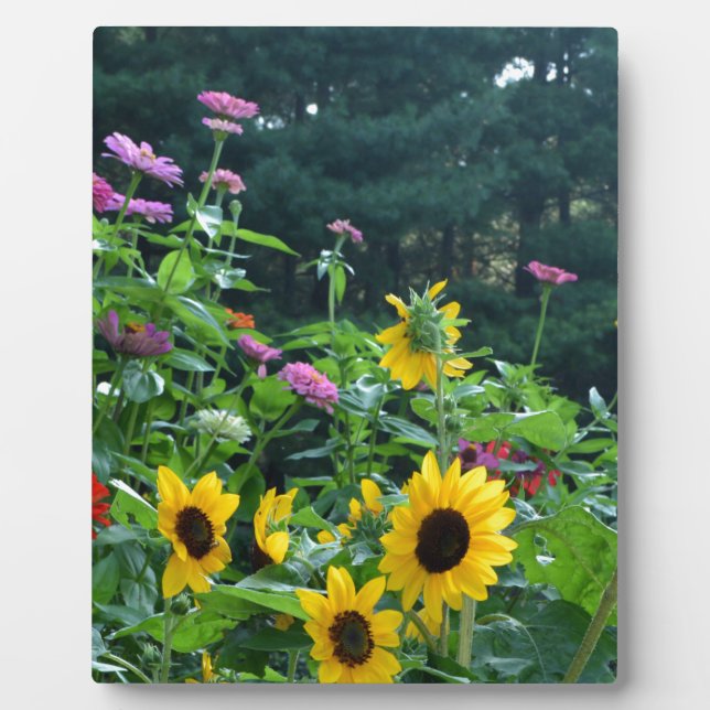 Elegant floral garden sunflowers zinnias daisies  plaque (Front)