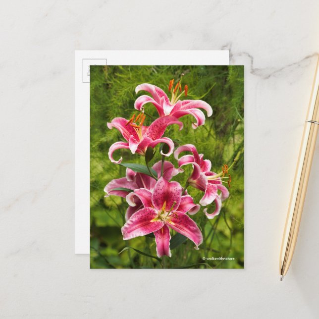 Elegant Floral Medley of Stargazer Oriental Lilies Postcard (Front/Back In Situ)