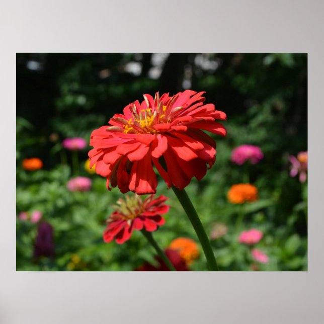 Elegant flower garden red orange pink flowers poster (Front)