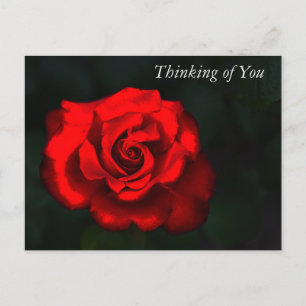 Elegant Flower Red Rose Thinking of You Holiday Postcard