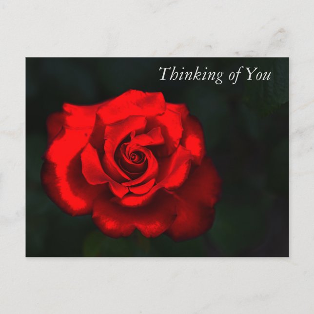 Elegant Flower Red Rose Thinking of You Holiday Postcard (Front)