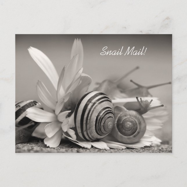 Elegant Garden Snails on Gerber Daisy Flower Postcard (Front)