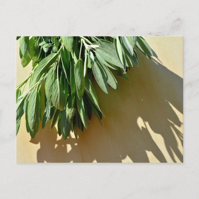 Elegant green botanical leaves Fresh-cut herbs Postcard (Front)