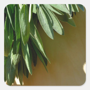 Elegant green botanical leaves Fresh-cut herbs Square Sticker