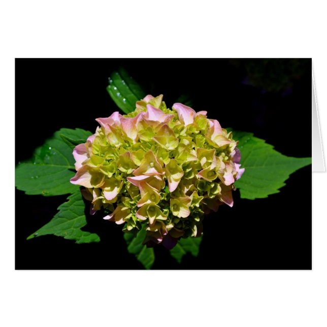 Elegant green yellow pink Hydrangea flowers (Front Horizontal)