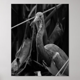 Elegant Heron Portrait - Wildlife Photography Poster