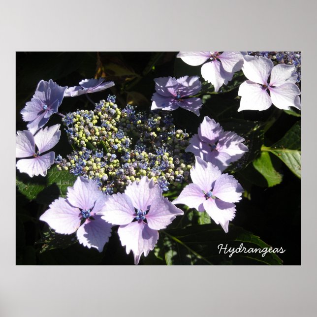 Elegant  Hydrangeas Poster (Front)