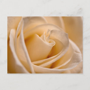 Elegant Ivory Rose Postcard