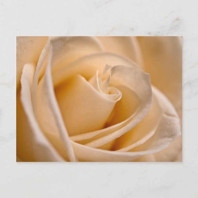 Elegant Ivory Rose Postcard (Front)