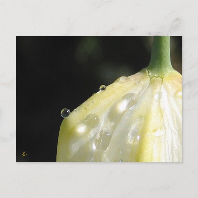 Elegant Ivory Tulip with Dew Postcard (Front)