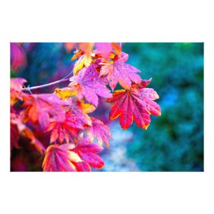 Elegant Japanese Maple leaves Photo Print