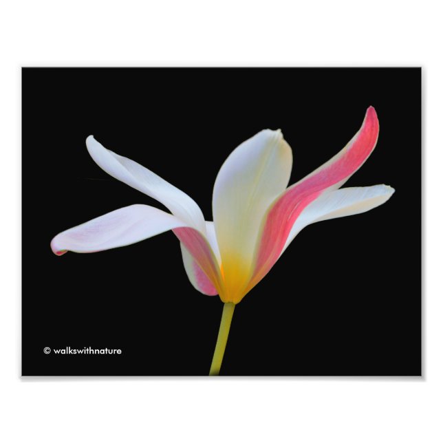 Elegant Lady Tulip White Pink Flowers Photo Print (Front)