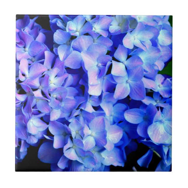 Elegant light purple blue magenta floral hydrangea ceramic tile (Front)