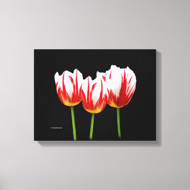 Elegant Maple Leaf Tulips Canvas Print (Front)