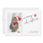 Elegant Meowy Christmas Cat Photo Christmas 