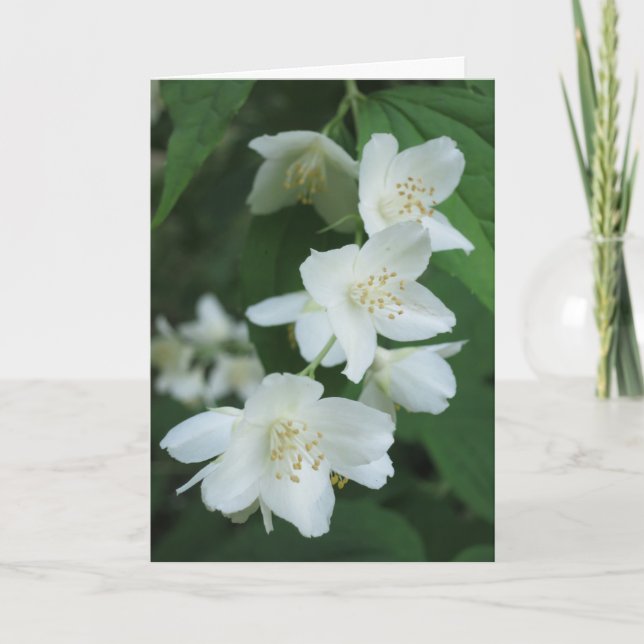 Elegant Modern Jasmine Flowers Photo Sympathy Card (Front)