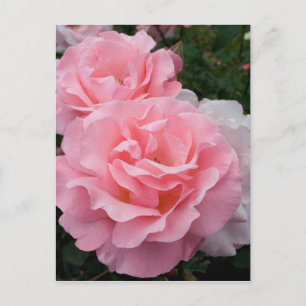 Elegant Modern Pink Roses Postcard
