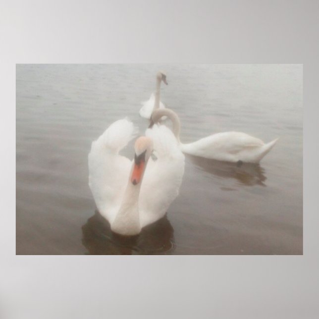 Elegant Modern Watercolors Art Swans On The Danube Poster (Front)