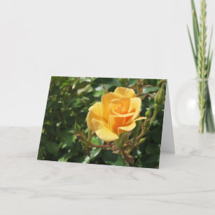 Elegant Modern Yellow Rose Flower Photo Sympathy Card